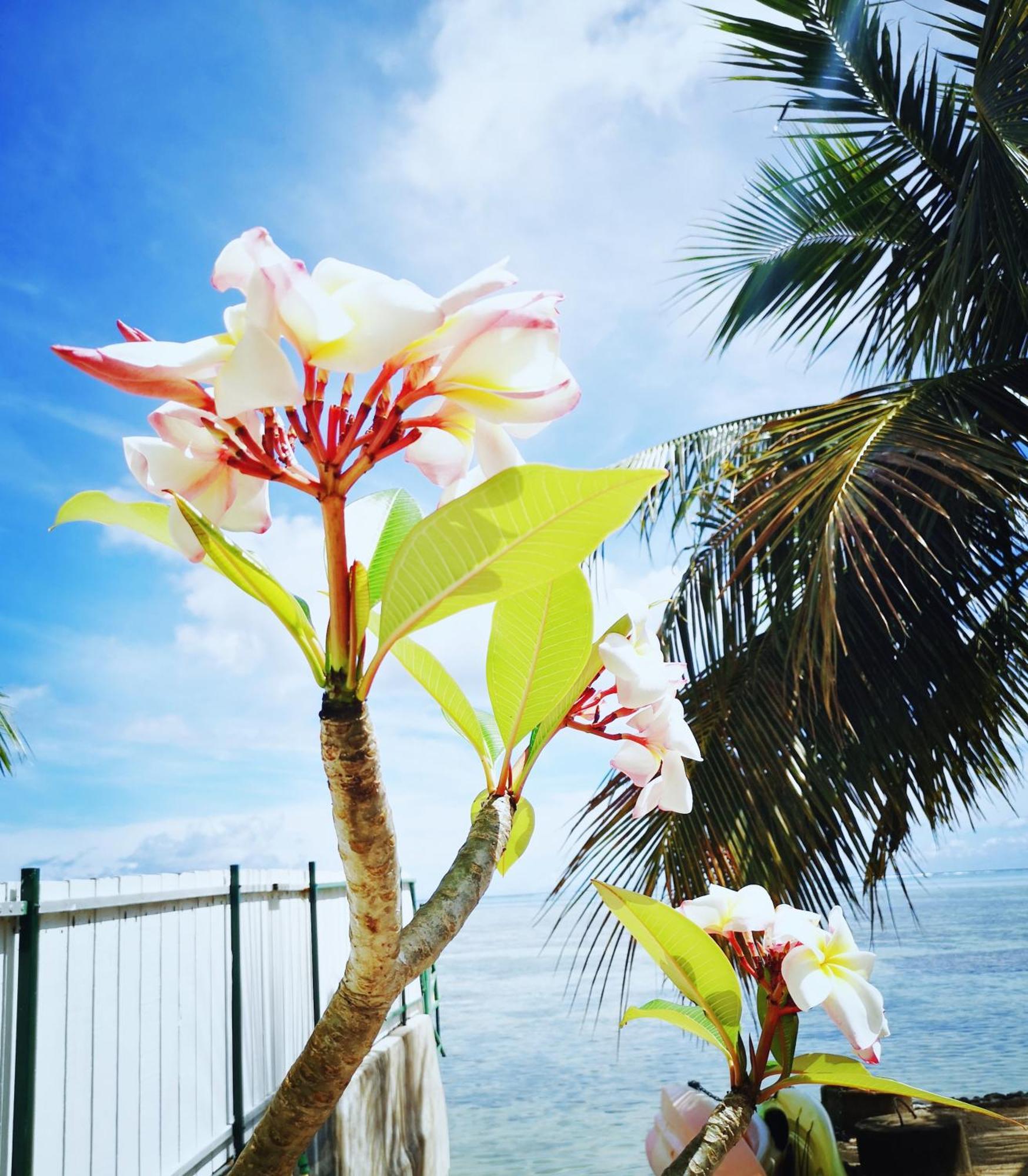 Lagoon Dream Moorea Ngoại thất bức ảnh